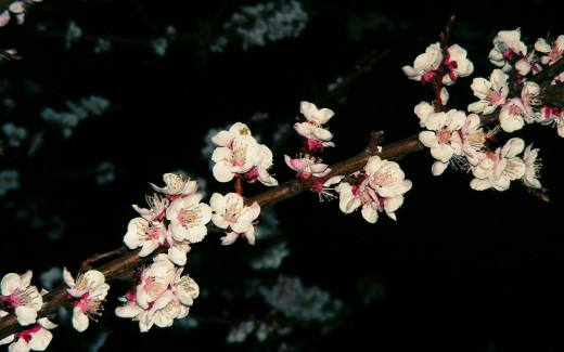 463770 (a): :1680x1050